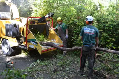 tree services Rancho Santa Fe